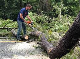 Professional Tree Care Services in Marco Island, FL